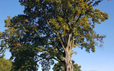 5ième Marché aux plantes « L’Arbre en fête »