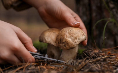 Du champignon à l’assiette