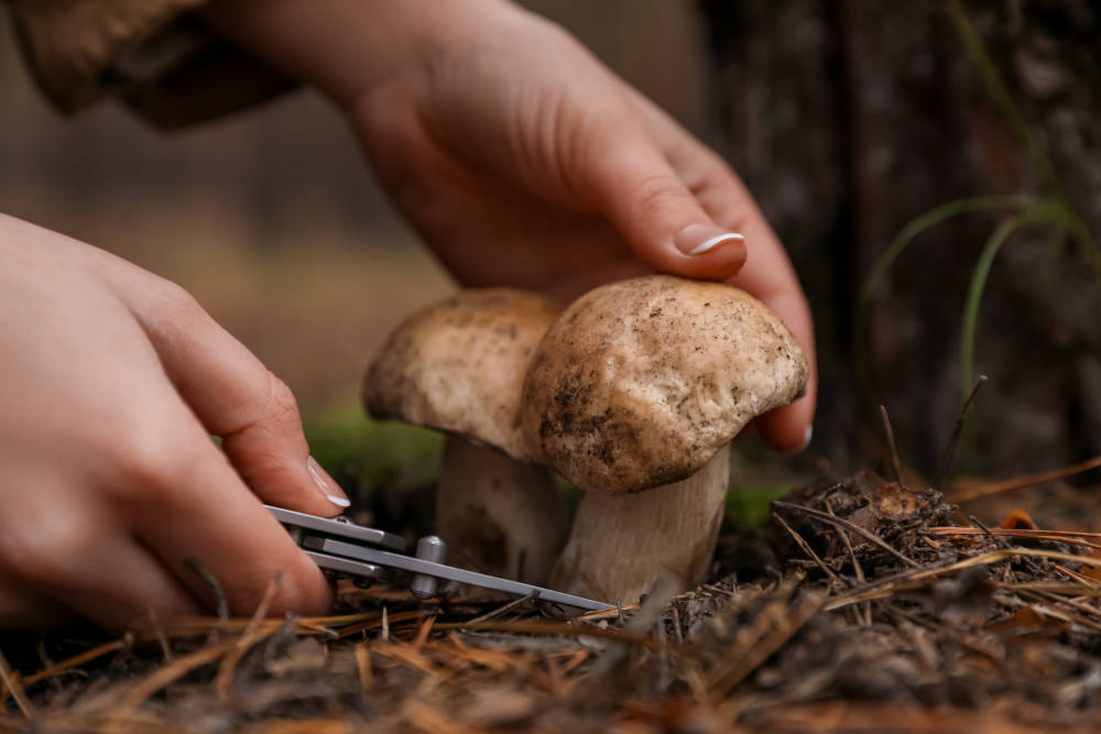 Du champignon à l’assiette