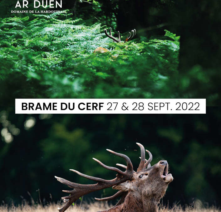 Brame du cerf