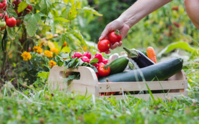 Fête du potager