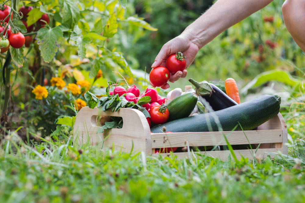 Fête du potager