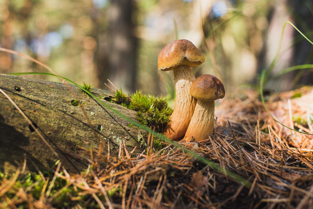 Cueillette de champignons