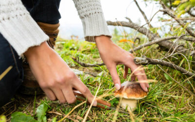 Cueillettes de champignons