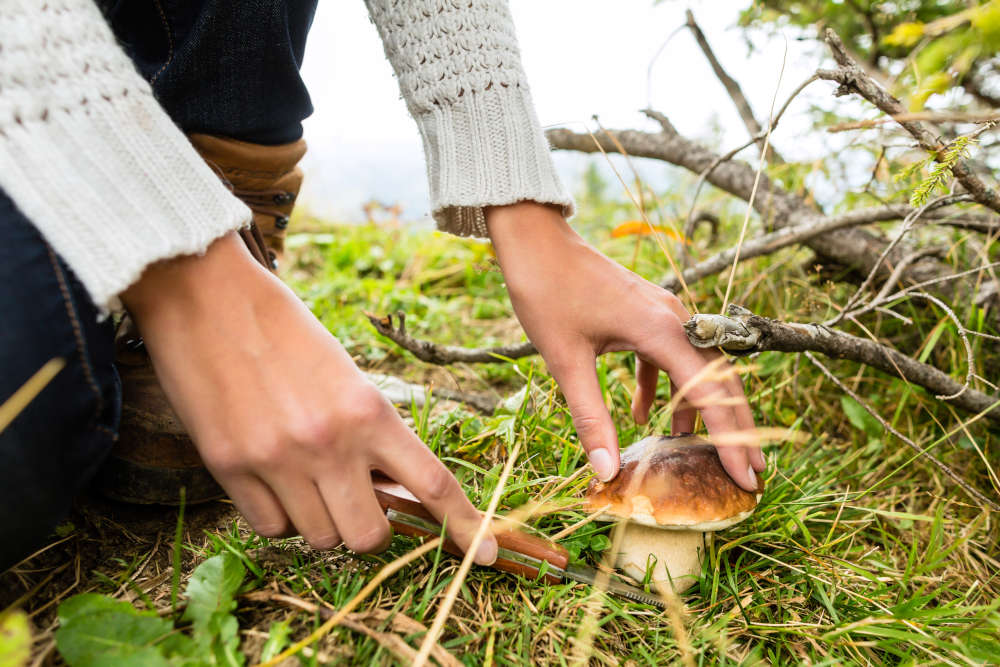 Cueillettes de champignons