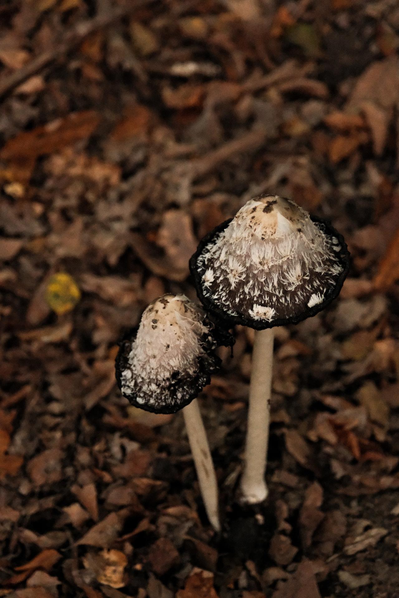 DSCF4309 j.lozay web