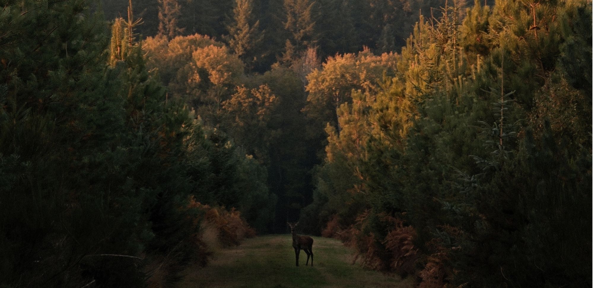 Découvrez le brame du cerf près de Rennes lors d’un séjour à Ar Duen : sortie guidée en forêt, plaisirs gourmands, nuit au domaine et petit-déjeuner.